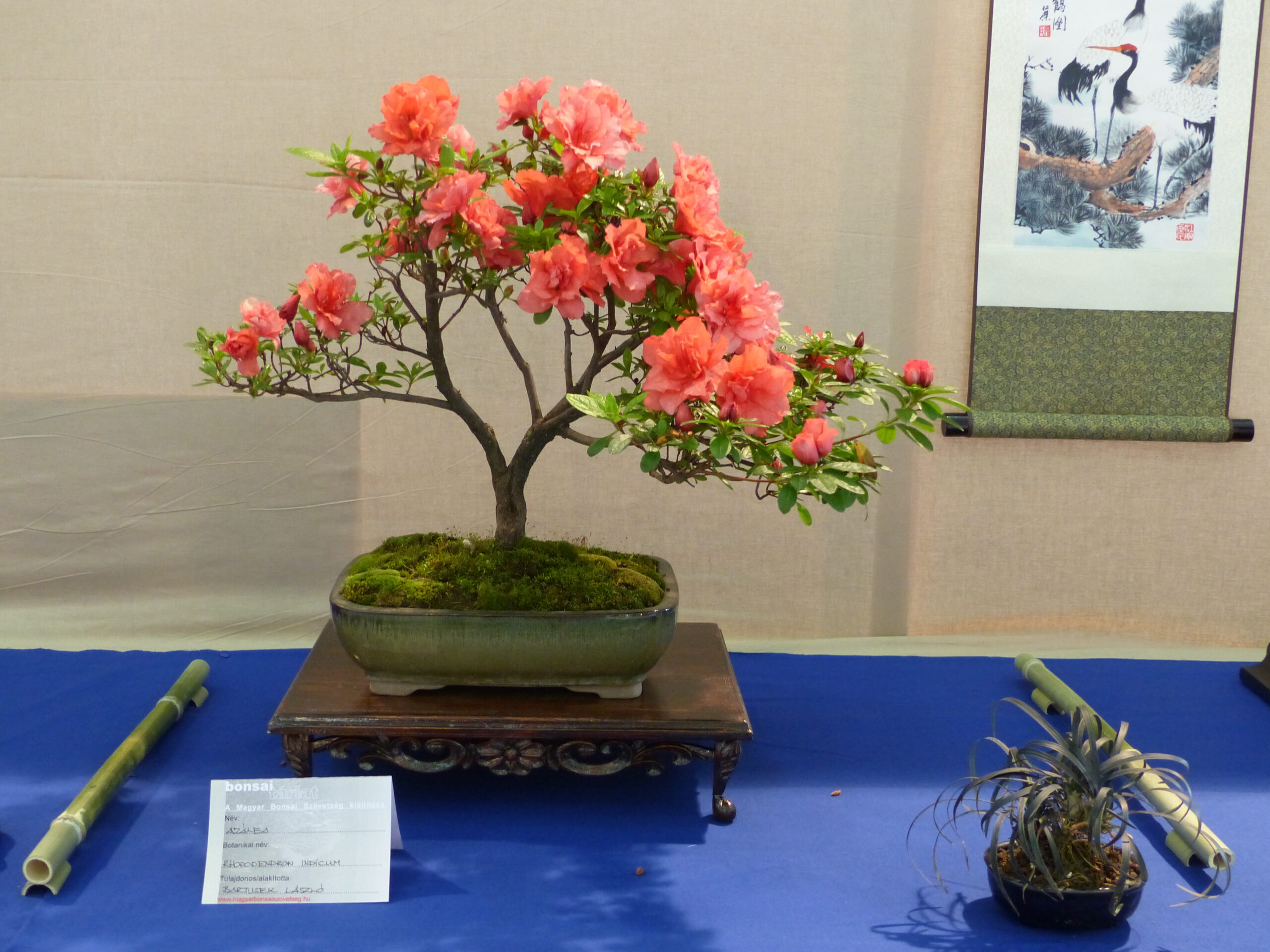 a small azalea bonsai with orange flowers indoors