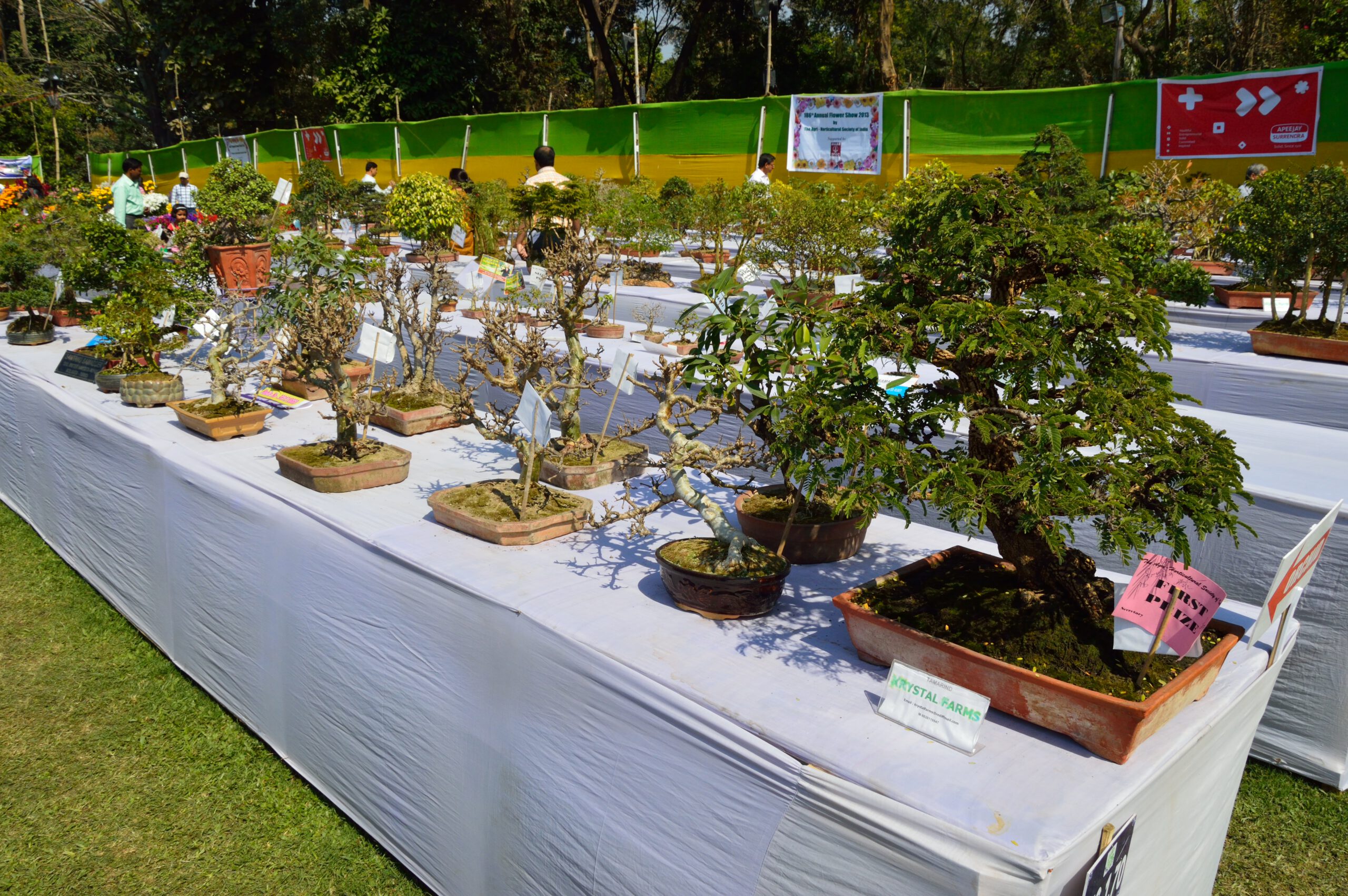 different bonsai in different sized pots