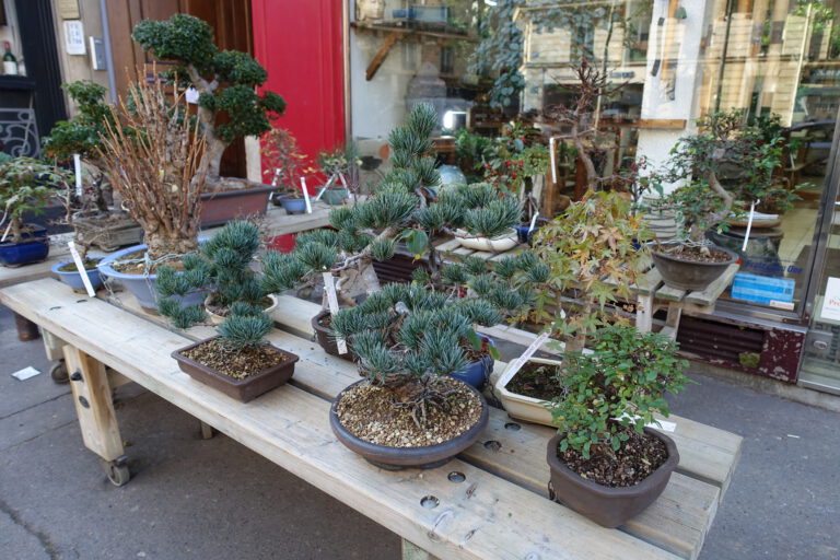 Where to Buy a Bonsai Tree: Nurseries vs Online vs Big-Box