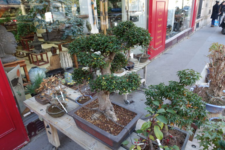 Avoiding “Mall Bonsai”: How to Pick a Healthy Starter Tree