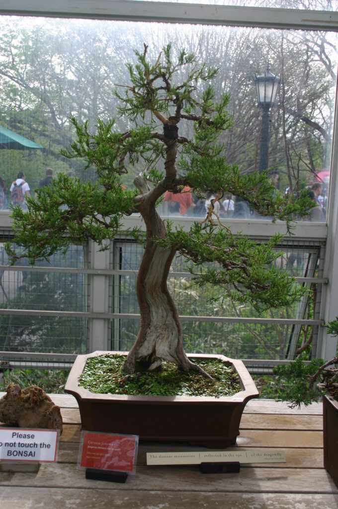 Juniper Bonsai Care Guide: Wiring, Watering & Wintering