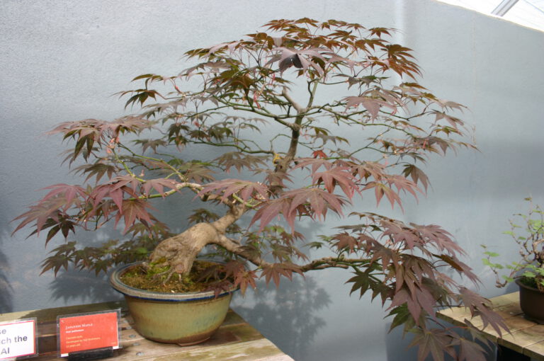 Japanese Maple Bonsai: Color, Pruning & Winter Care