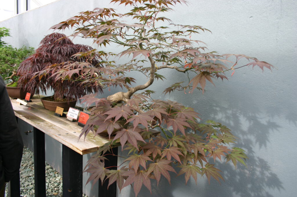 sprawling japanese maple in a bonsai garden