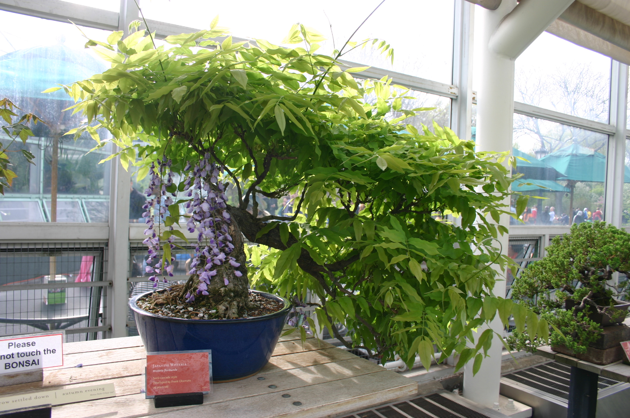 japanese wisteria bonsai in a greenhouse