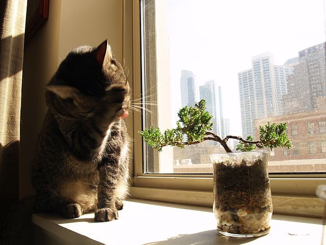 bonsai in window with a cat