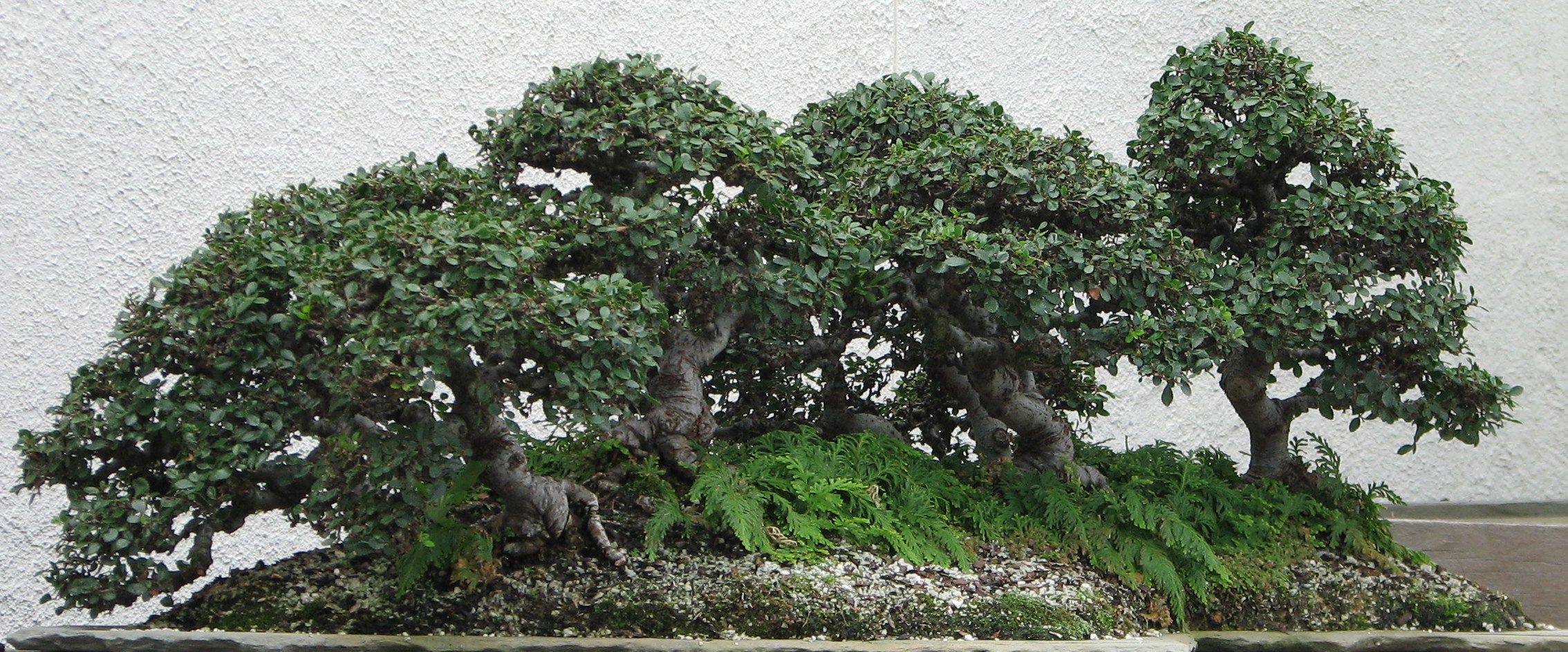 chinese elm display
