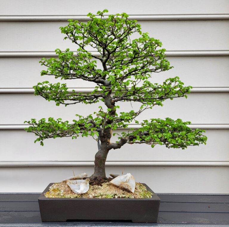 Chinese Elm Bonsai: Care, Pruning & Seasonal Tips