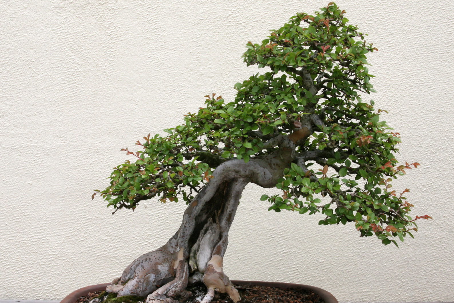 leaning chinese elm bonsai