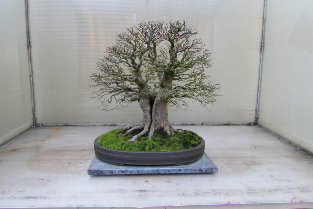 Outdoor Bonsai Winter Care: Cold Protection & Dormancy