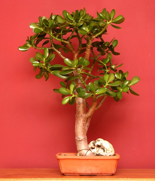 Jade (Crassula) Bonsai: Indoor Care & Propagation