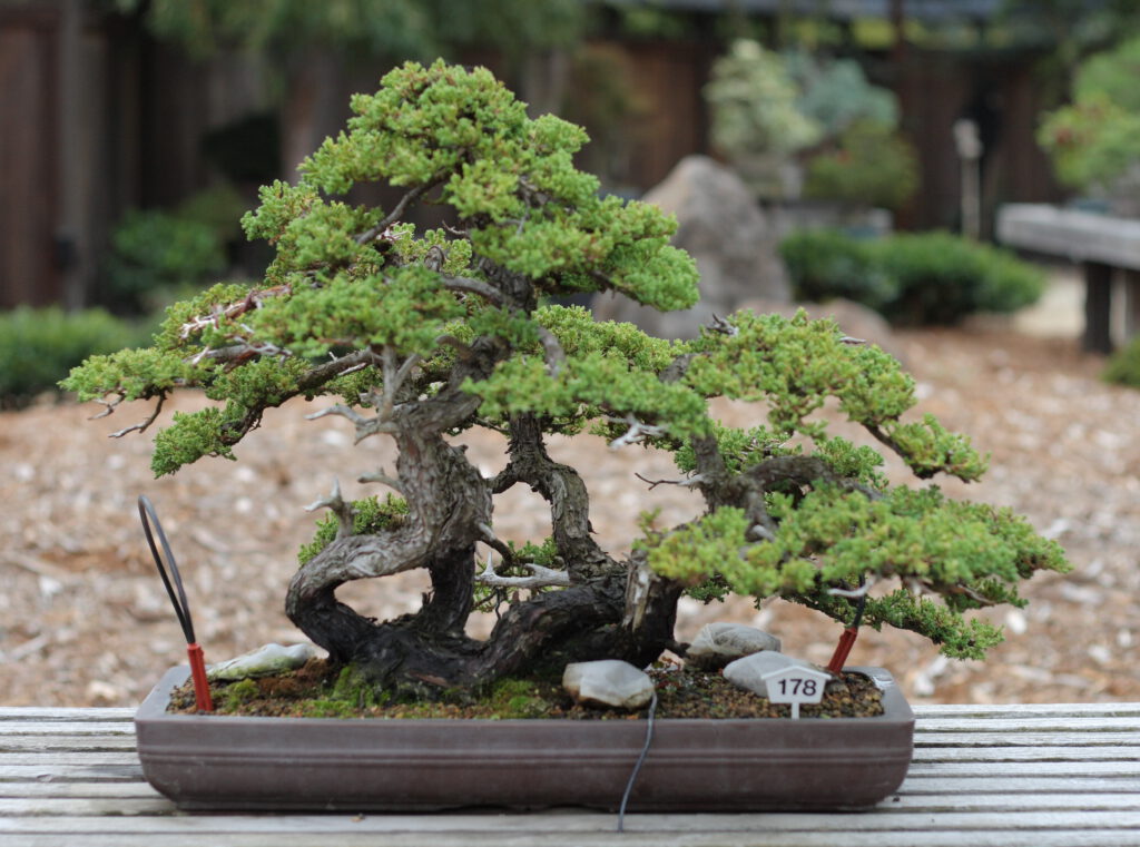 dwarf juniper