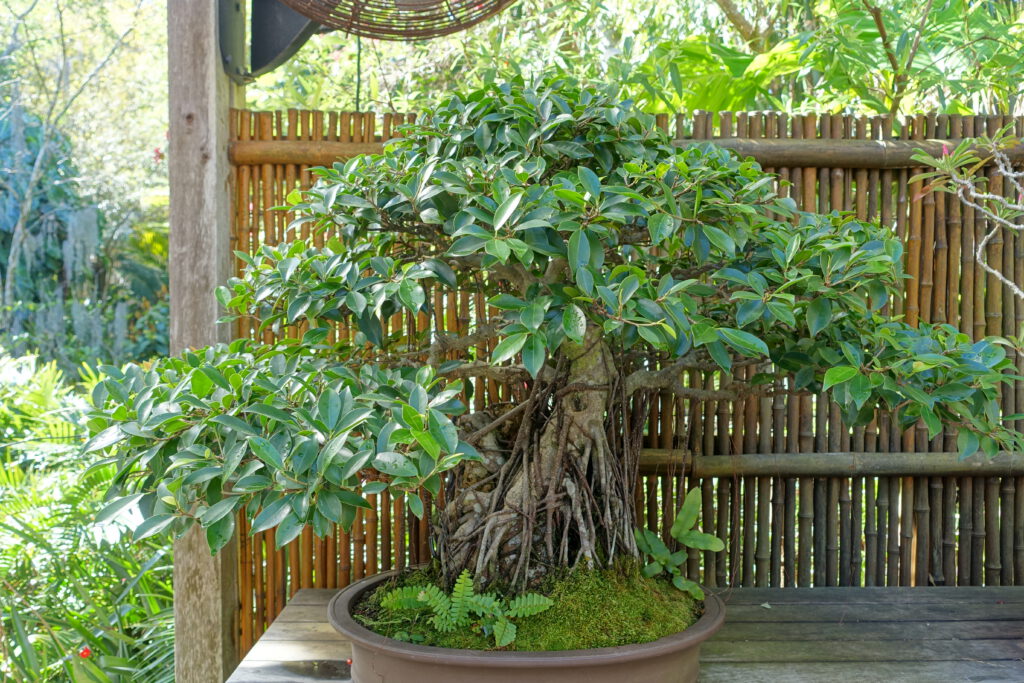 Ficus Bonsai Tree