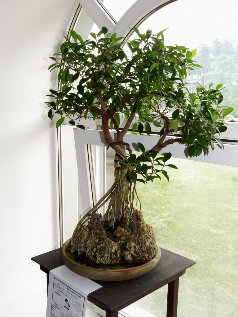 Sunlight & Placement Guide: Windows, Grow Lights, and Shade