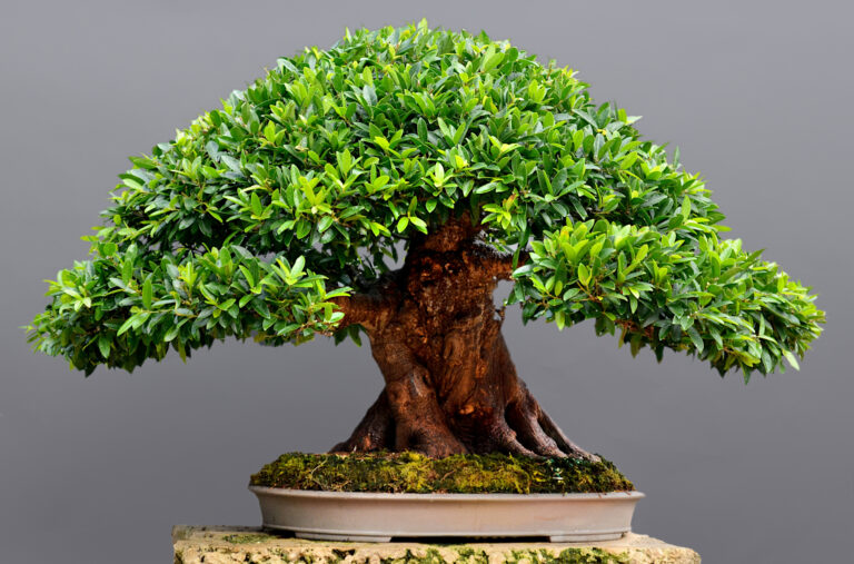 Ficus (Ginseng/Retusa) Indoor Bonsai: Light, Water & Shaping