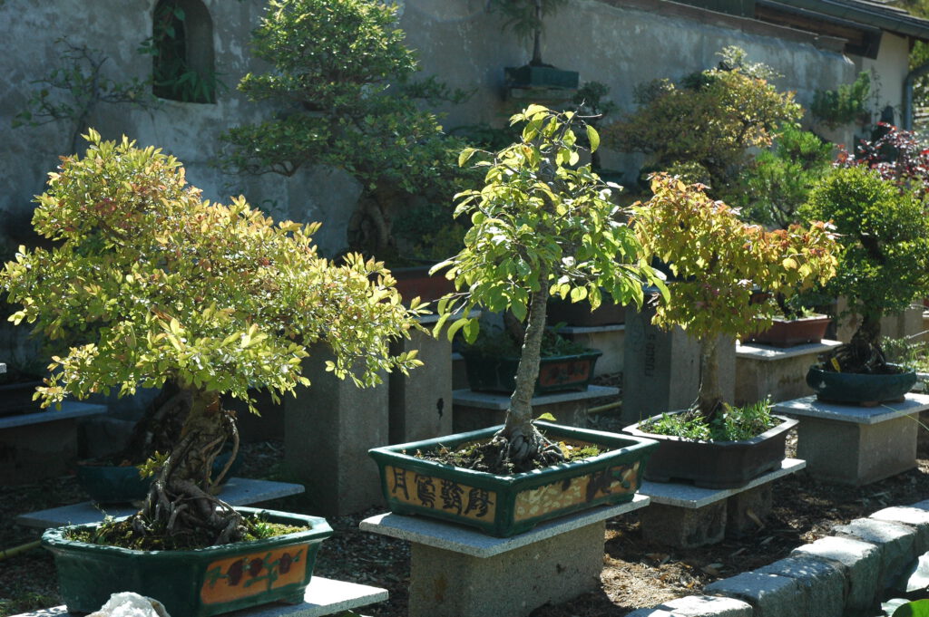 European bonsai display with Mediterranean olive trees Jardin Yili in France