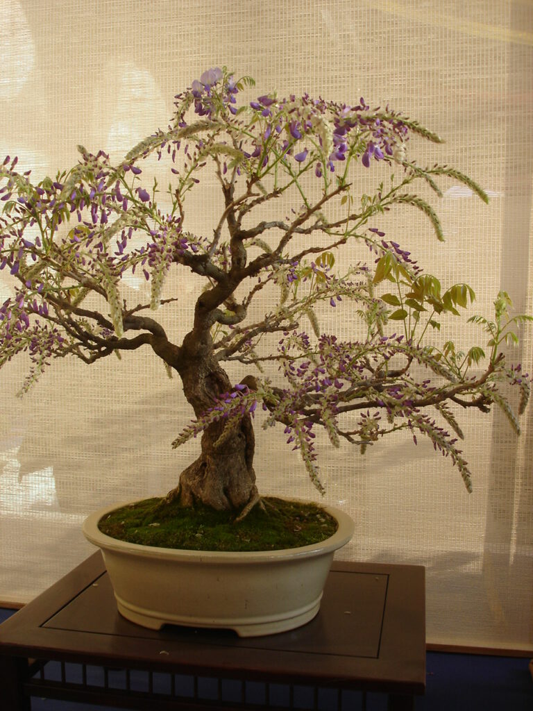 Wisteria Bonsai: Flowering, Pruning & Training