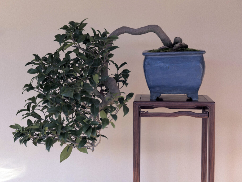 An LED grow light illuminating several small indoor bonsai on a shelf. bonsai growing towards the light