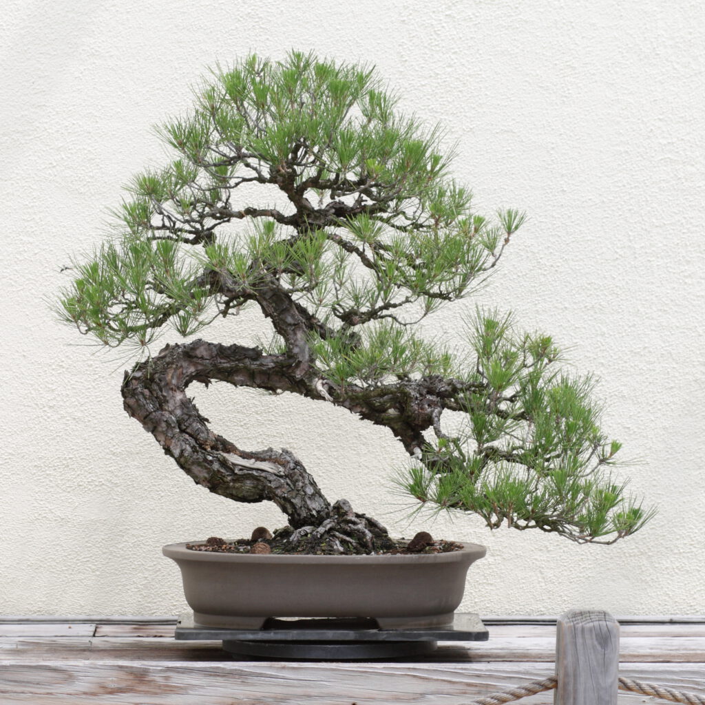 Pine Bonsai (Black/White): Candle Pruning & Wiring Basics
