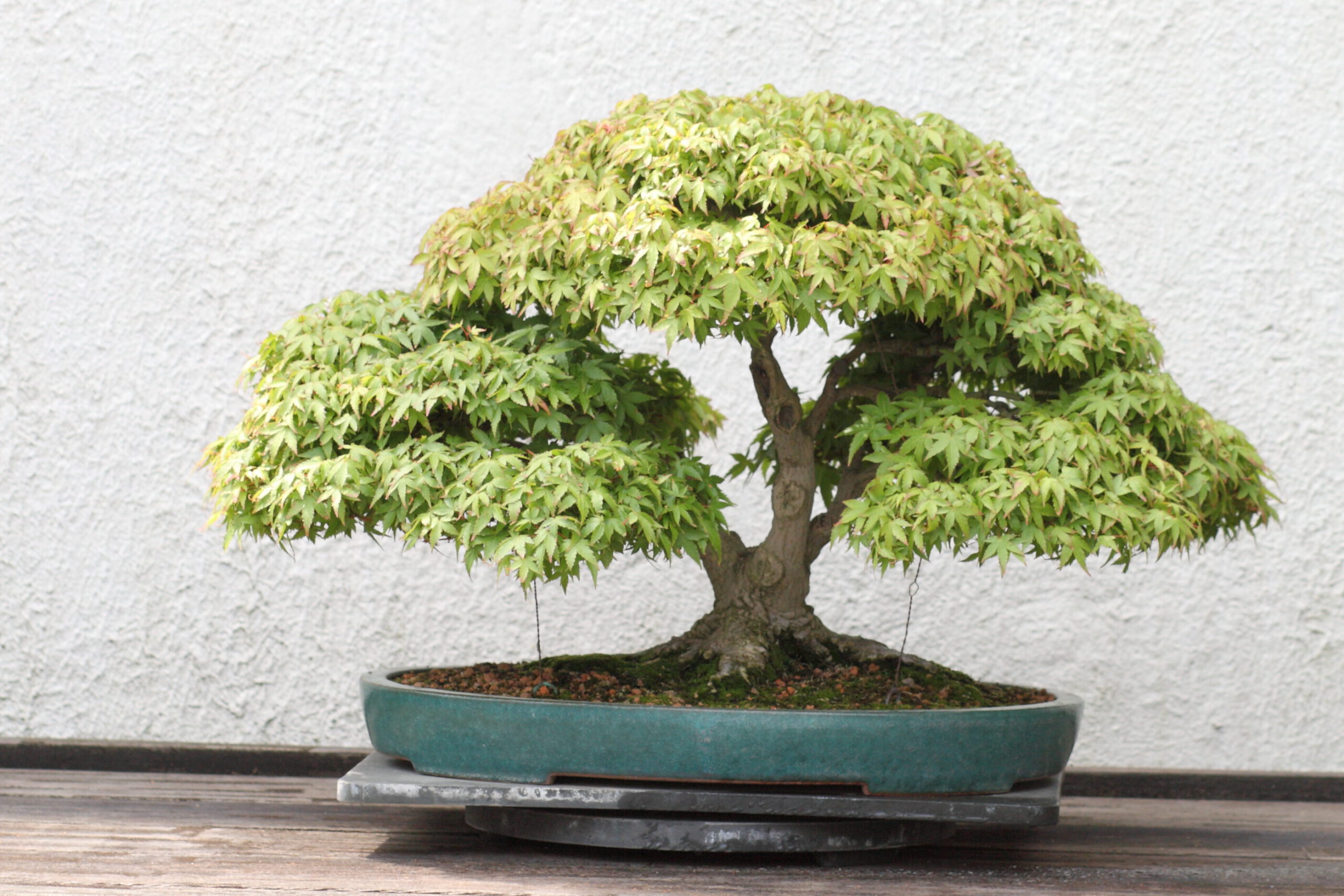 small and tidy japanese maple with visible wiring