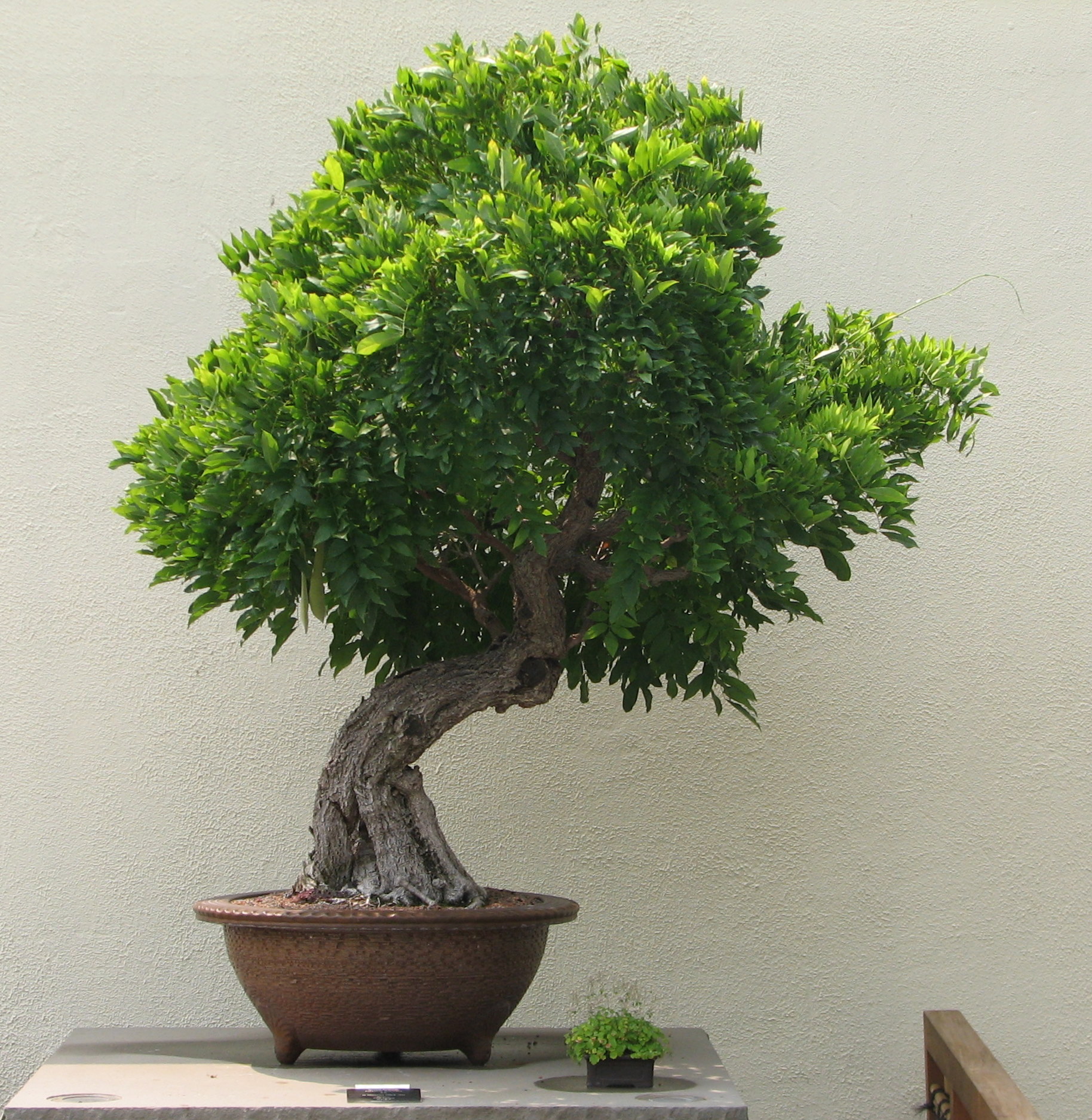wiseria bonsai without flowers