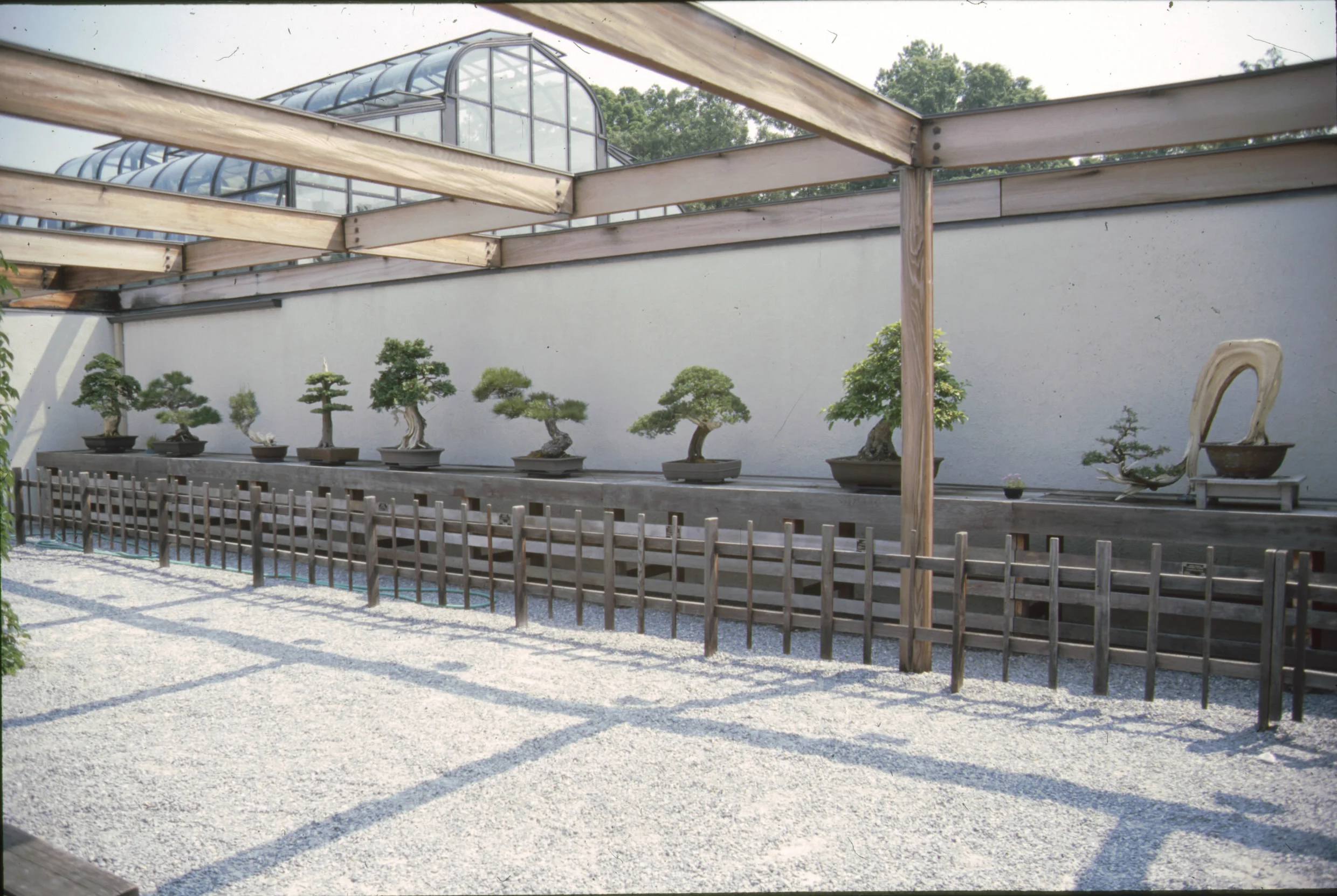 Outdoor bonsai exhibit at Pacific Bonsai Museum National Bonsai collection in Washington DC