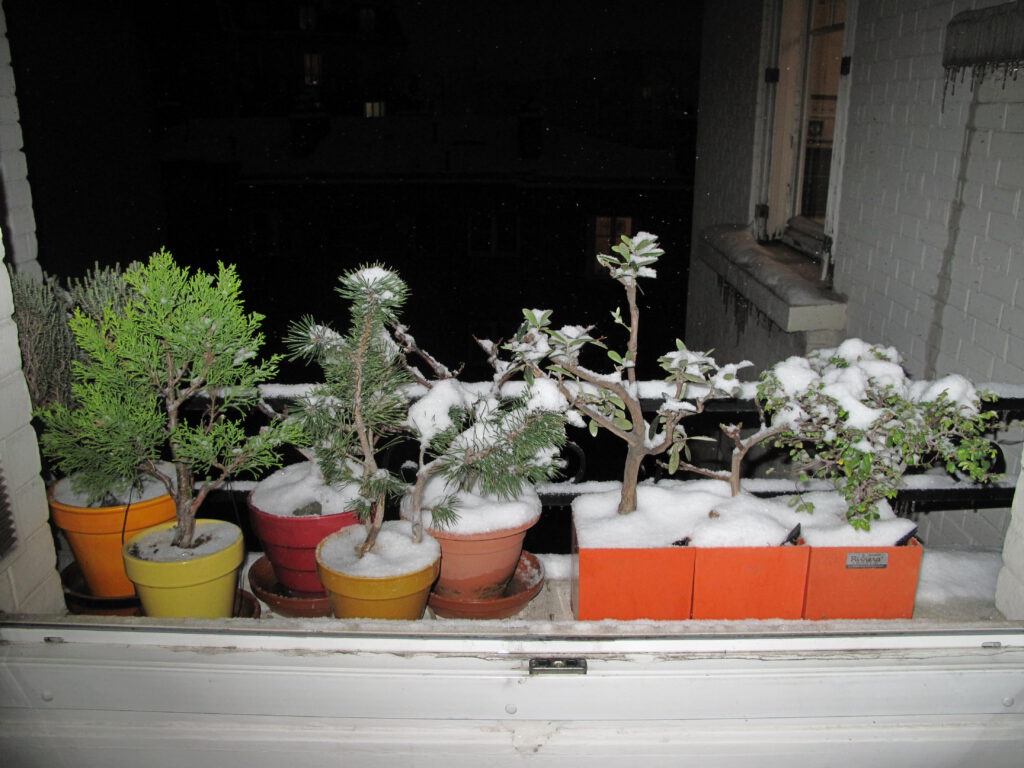 bonsai trees on a windowsill covered in snow