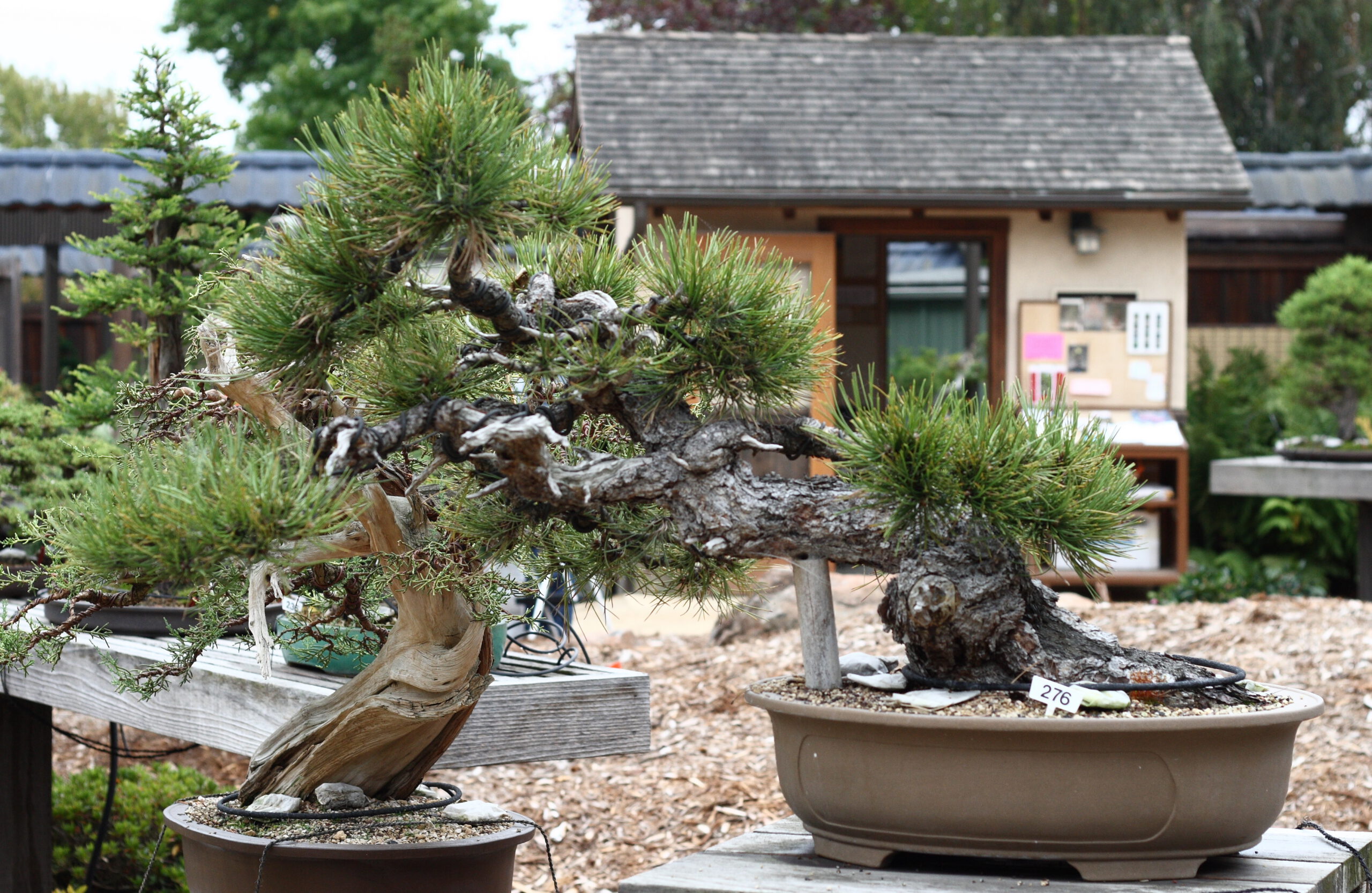 a leaning pine bonsai