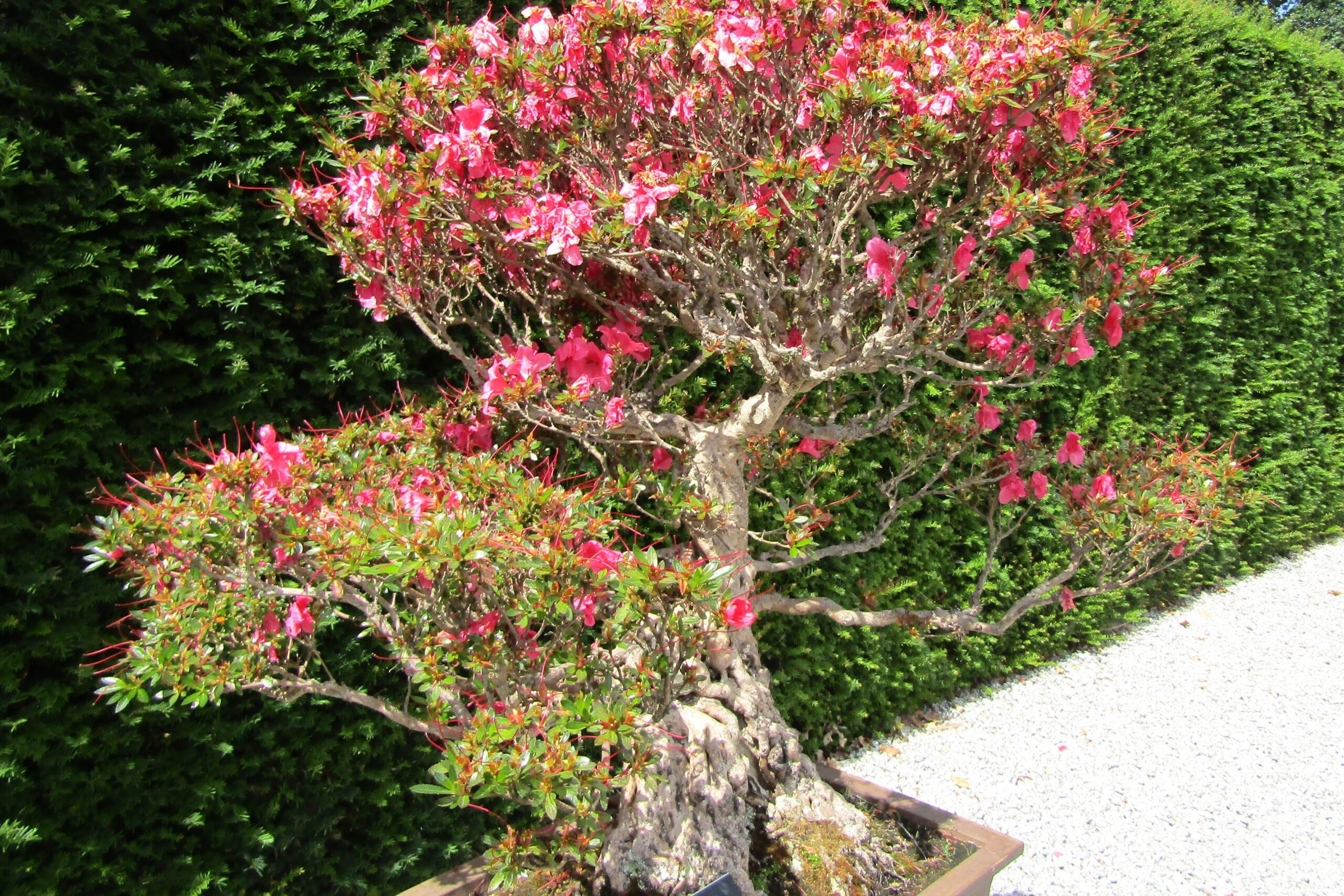 Large azalea bonsai with pink flowers outdoors