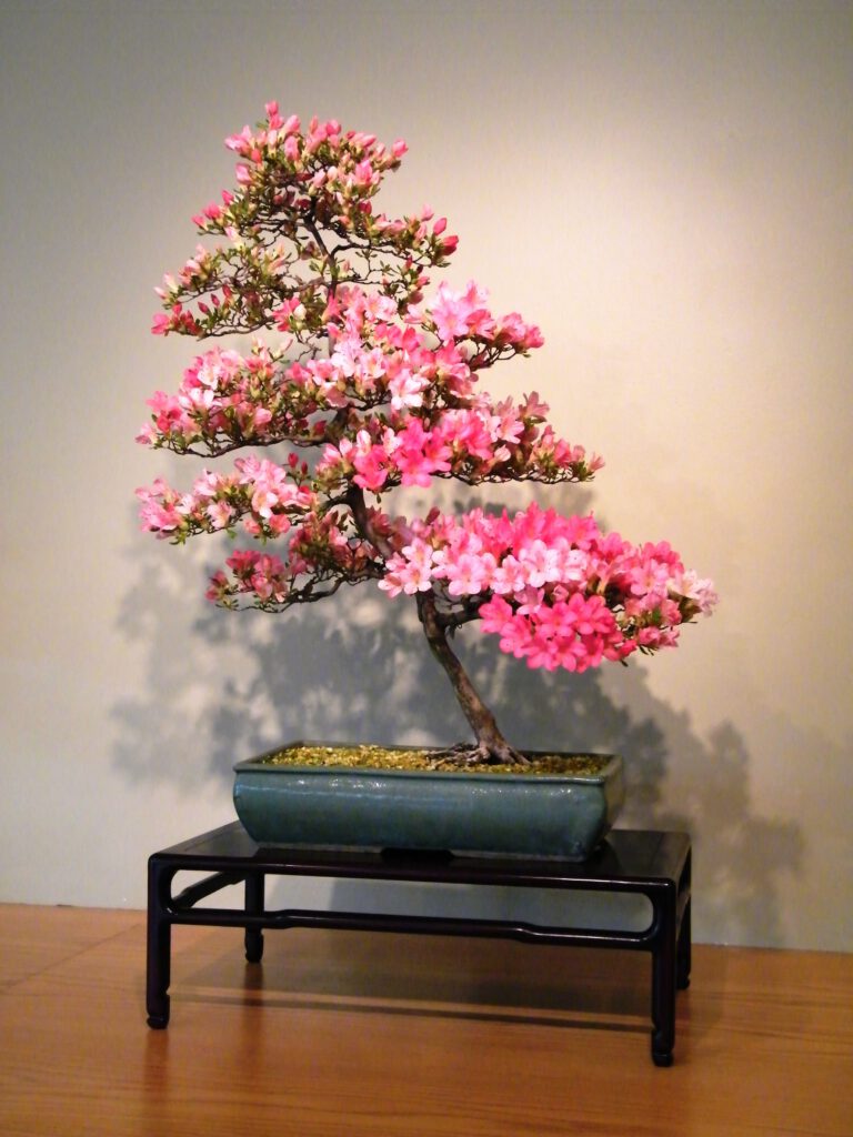 Azalea (Satsuki) Bonsai: Soil Acidity, Watering & Bloom Care
