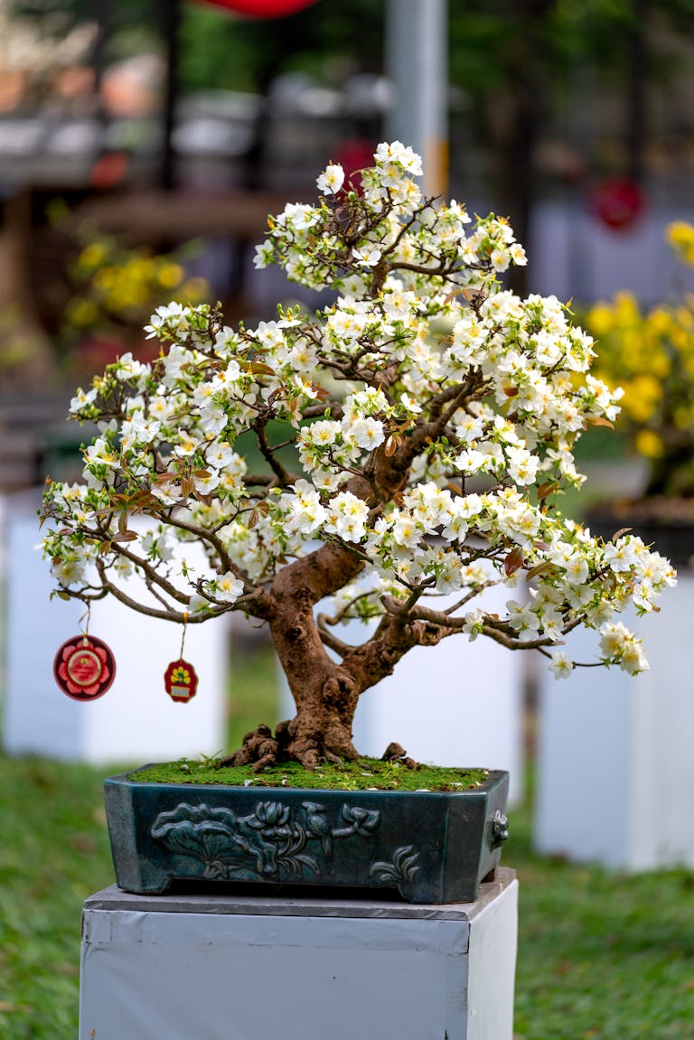 A beautifully blooming white bonsai tree in a decorative pot, displayed outdoors with blurred background.