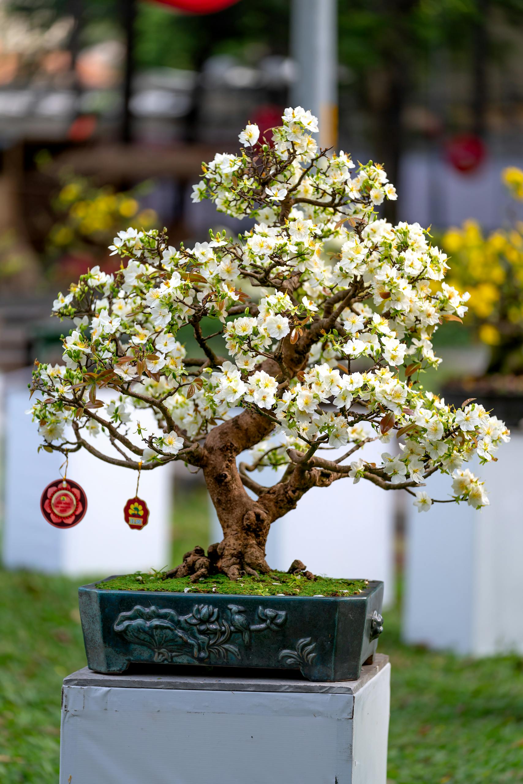 A beautifully blooming white bonsai tree in a decorative pot, displayed outdoors with blurred background.