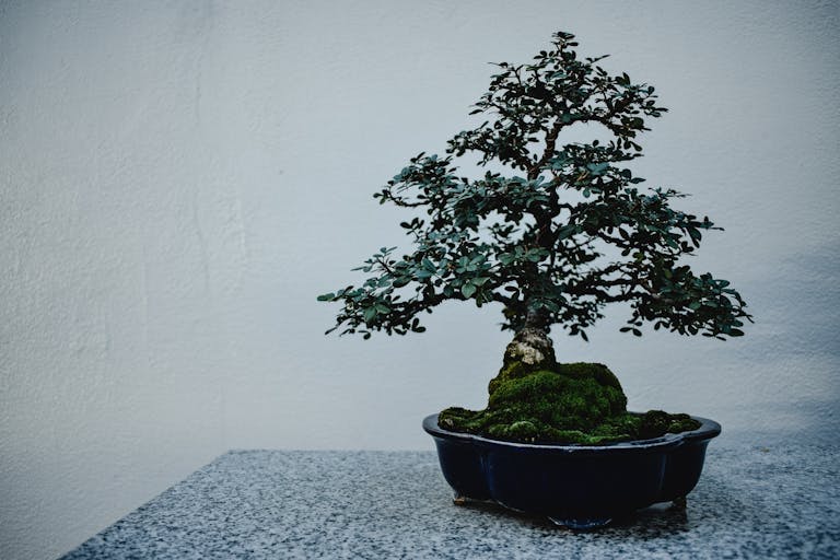 A beautifully shaped indoor bonsai tree in a pot on a granite table, showcasing natural artistry.