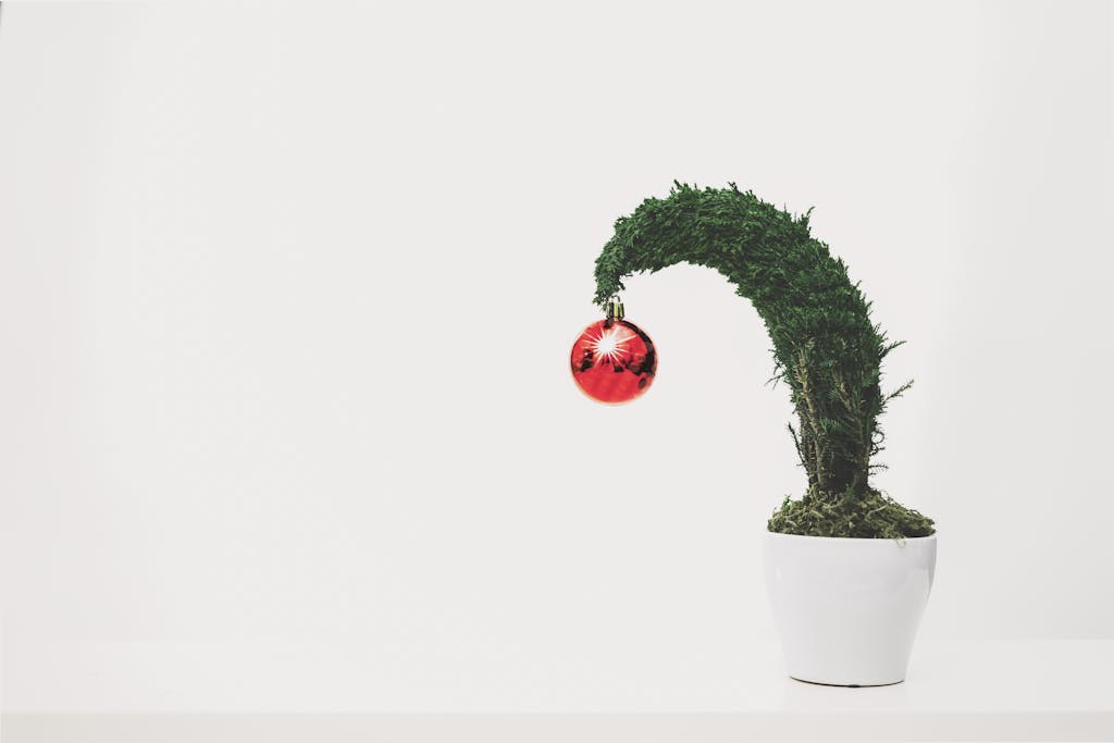 A bonsai tree with a red ornament in a white pot on a white background.