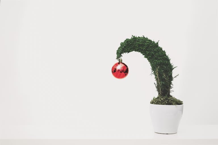 A bonsai tree with a red ornament in a white pot on a white background.