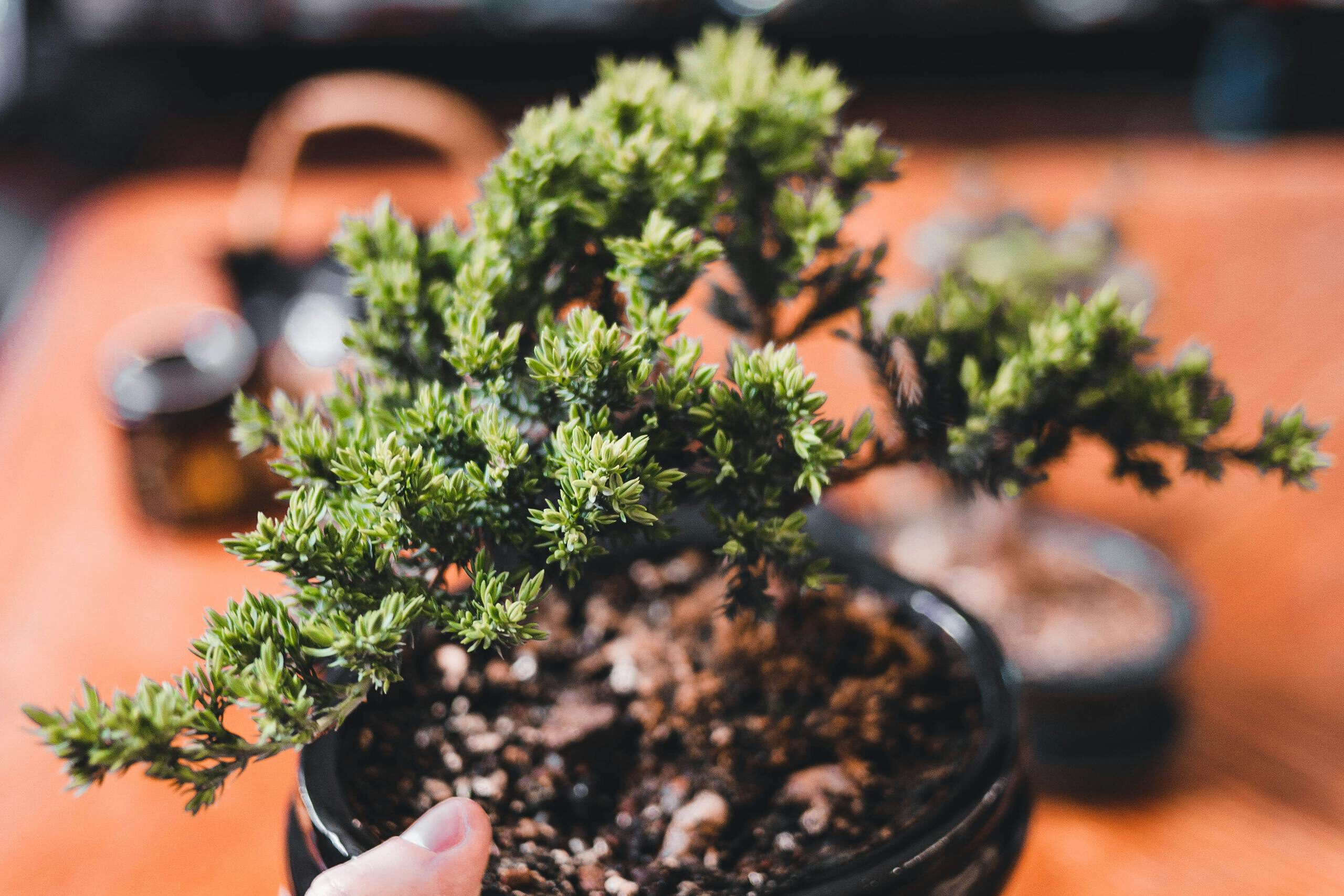 A detailed close-up image of a hand holding a Juniper bonsai tree indoors.