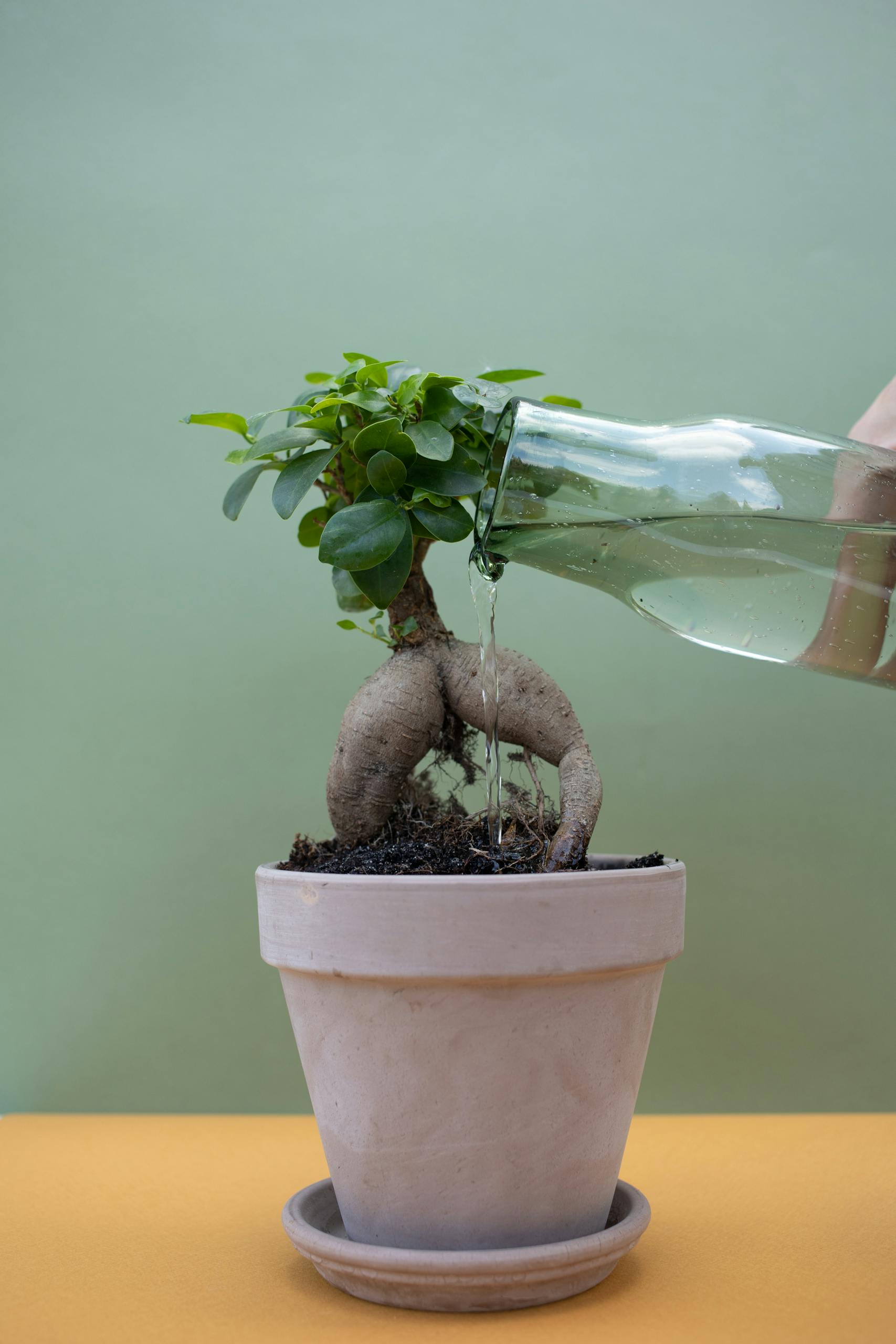 A Ficus bonsai plant being watered in a white clay pot against a green backdrop.