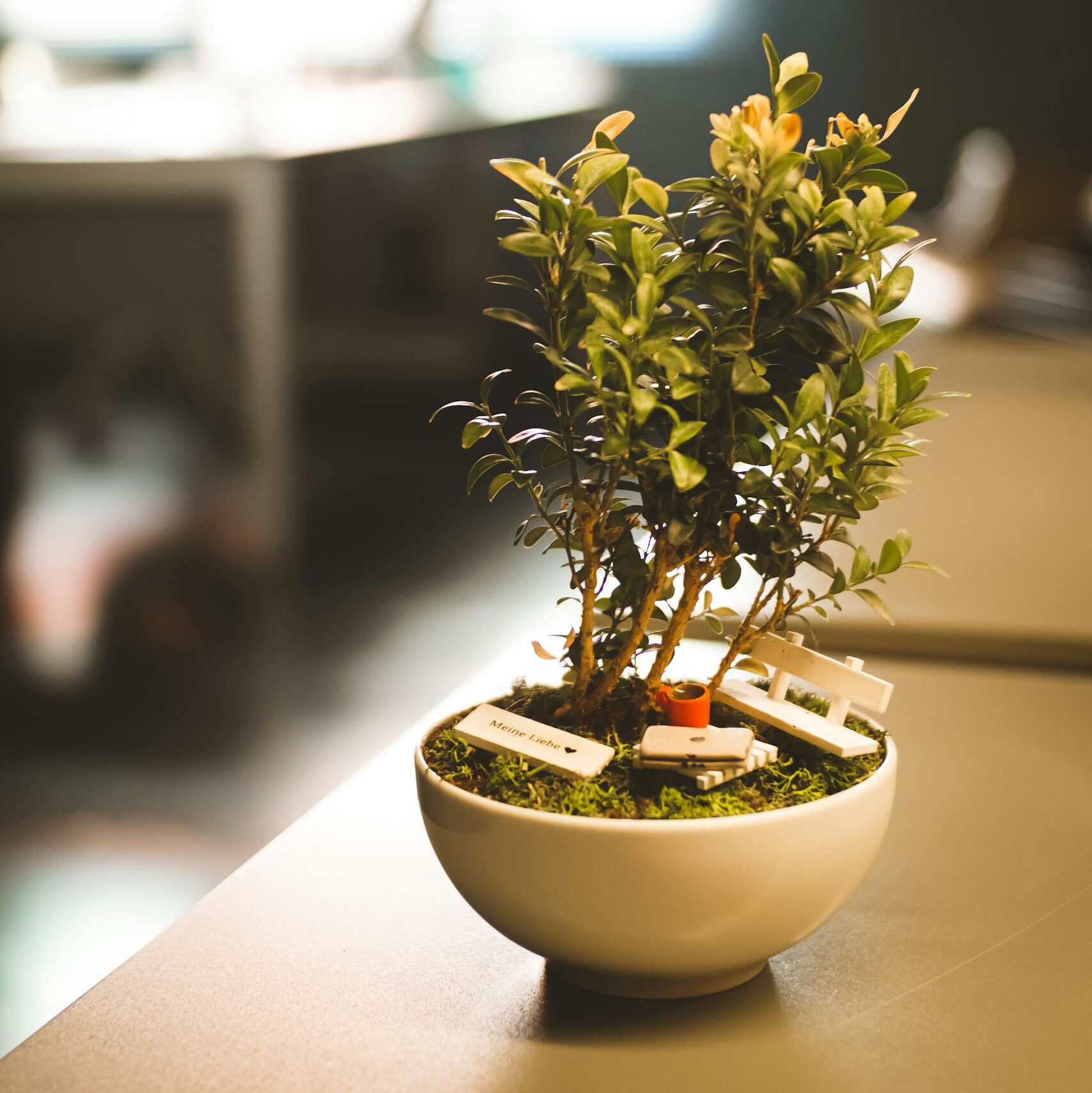 A focused image of a potted bonsai plant in an office setting, capturing natural light.