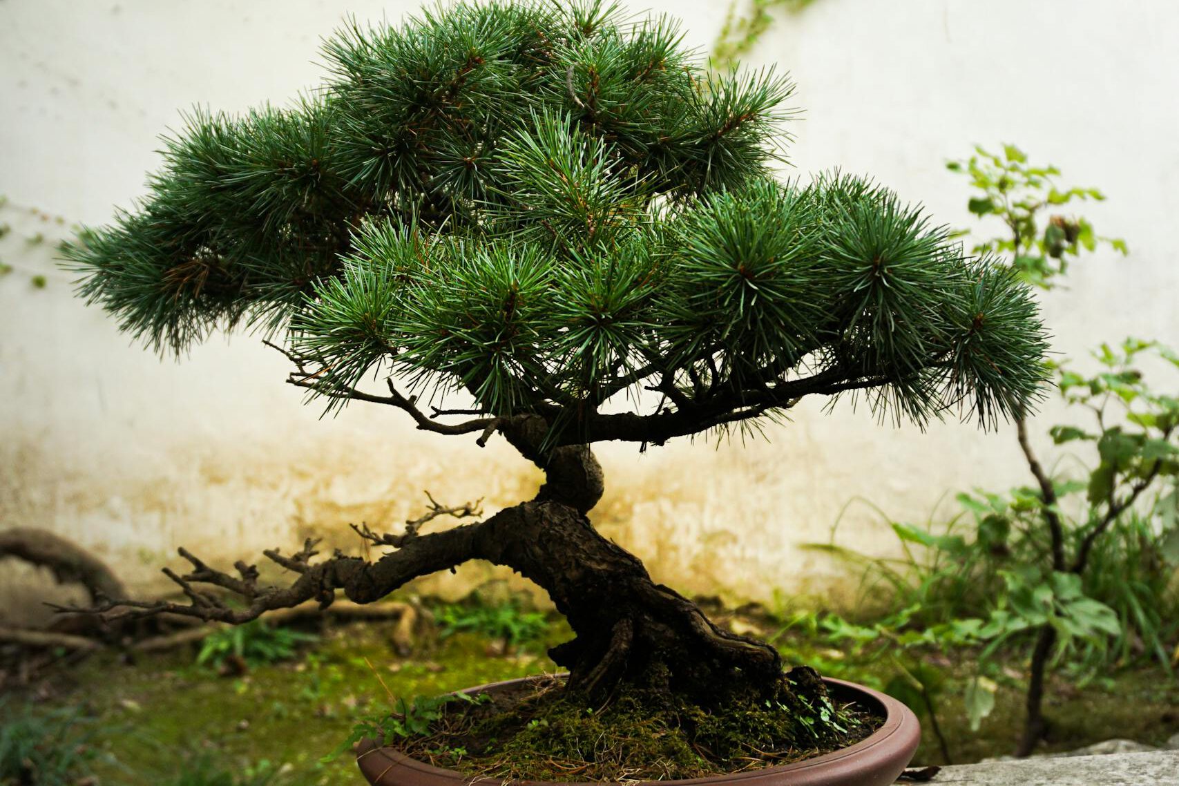 A serene bonsai pine tree in a tranquil Suzhou garden, showcasing traditional Chinese horticulture.