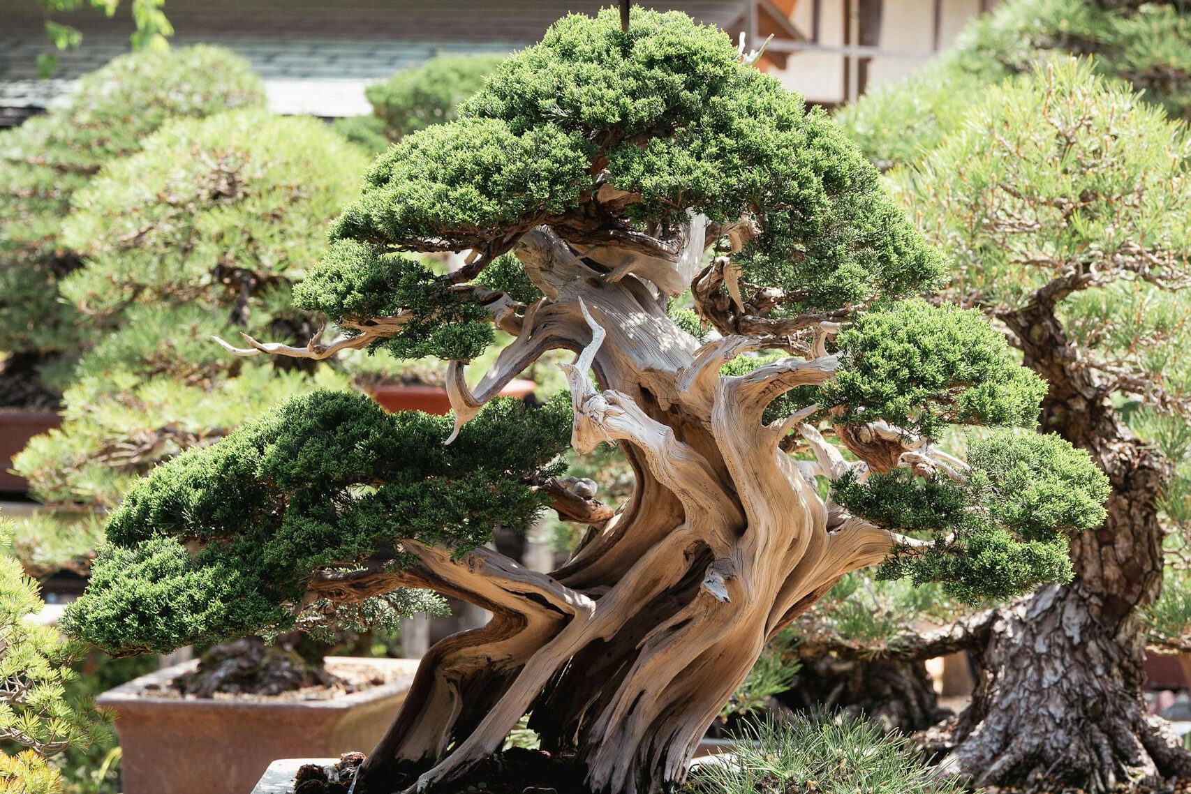 A tranquil display of juniper bonsai trees in a traditional Japanese garden, Tokyo.