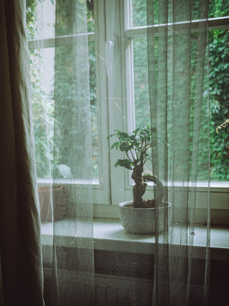 A tranquil indoor scene with a bonsai on a windowsill, capturing serene greenery.