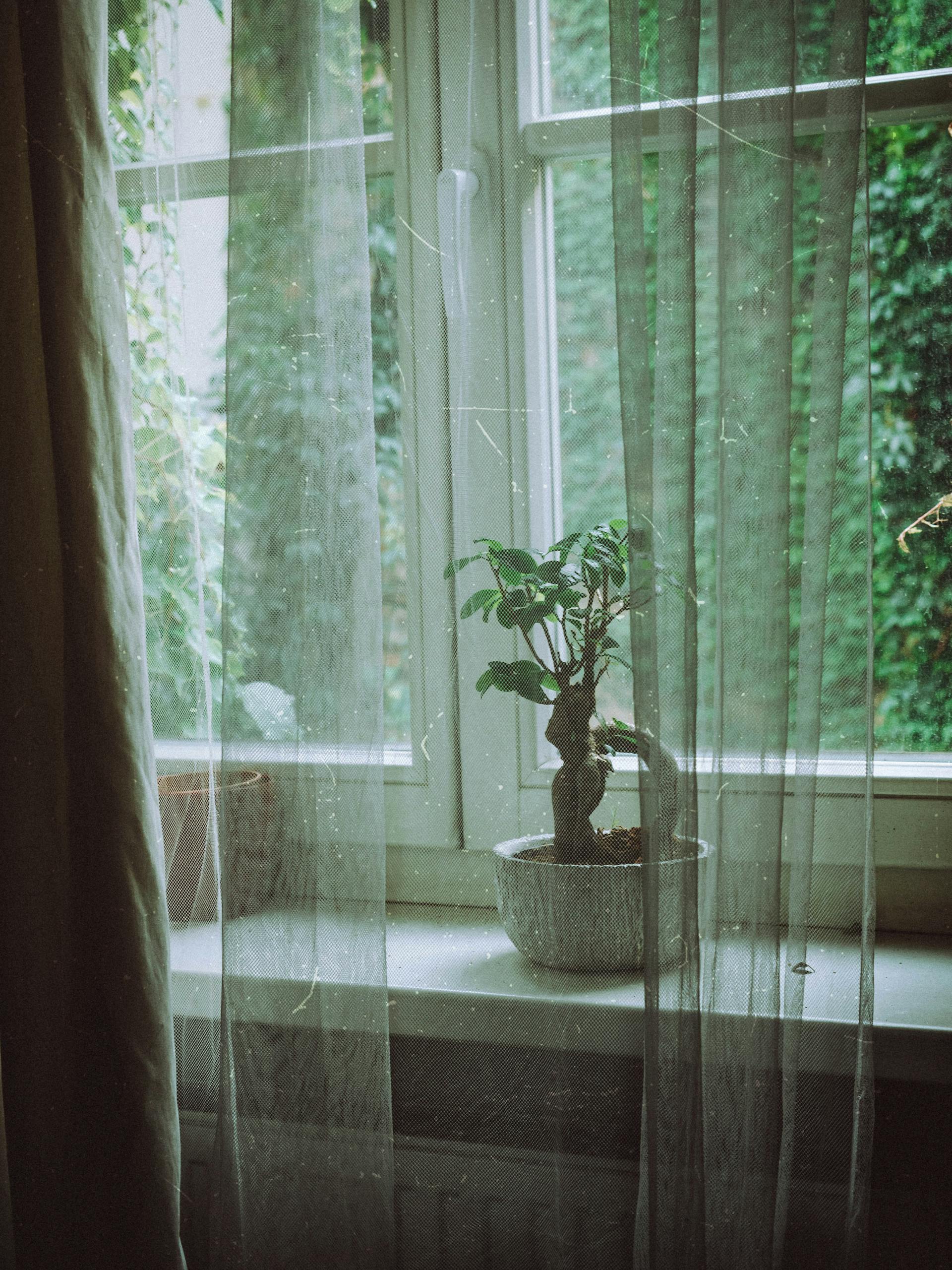 A tranquil indoor scene with a bonsai on a windowsill, capturing serene greenery.