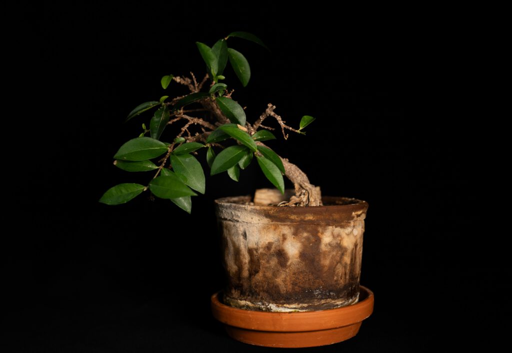 An assortment of ficus, jade, and Chinese elm bonsai near a bright apartment window. indoor ficus in low light