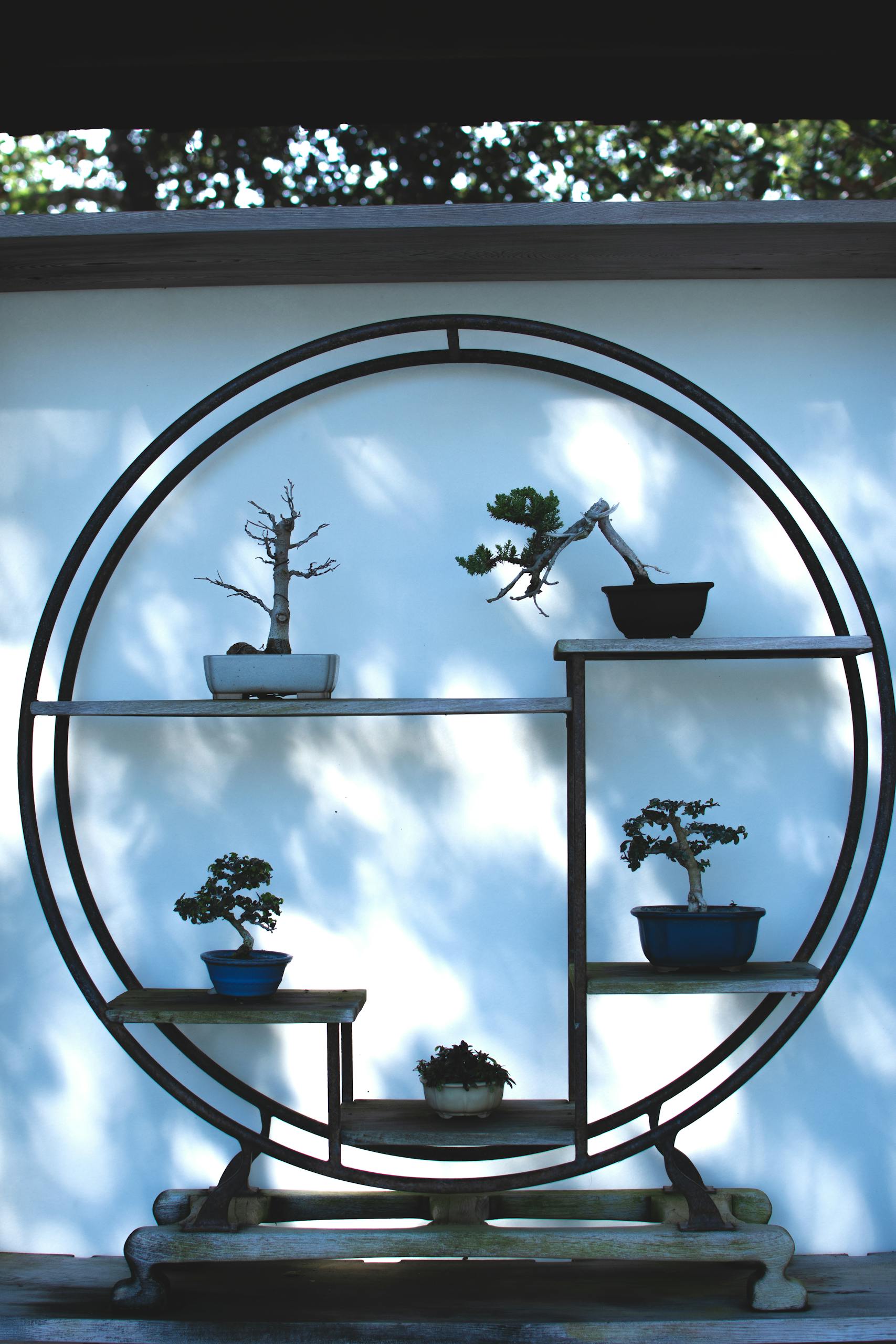 Artistic bonsai arrangement on circular wooden shelves with a serene backdrop.