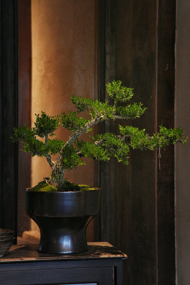 Beautiful bonsai tree in pot indoors with warm lighting and serene ambiance.