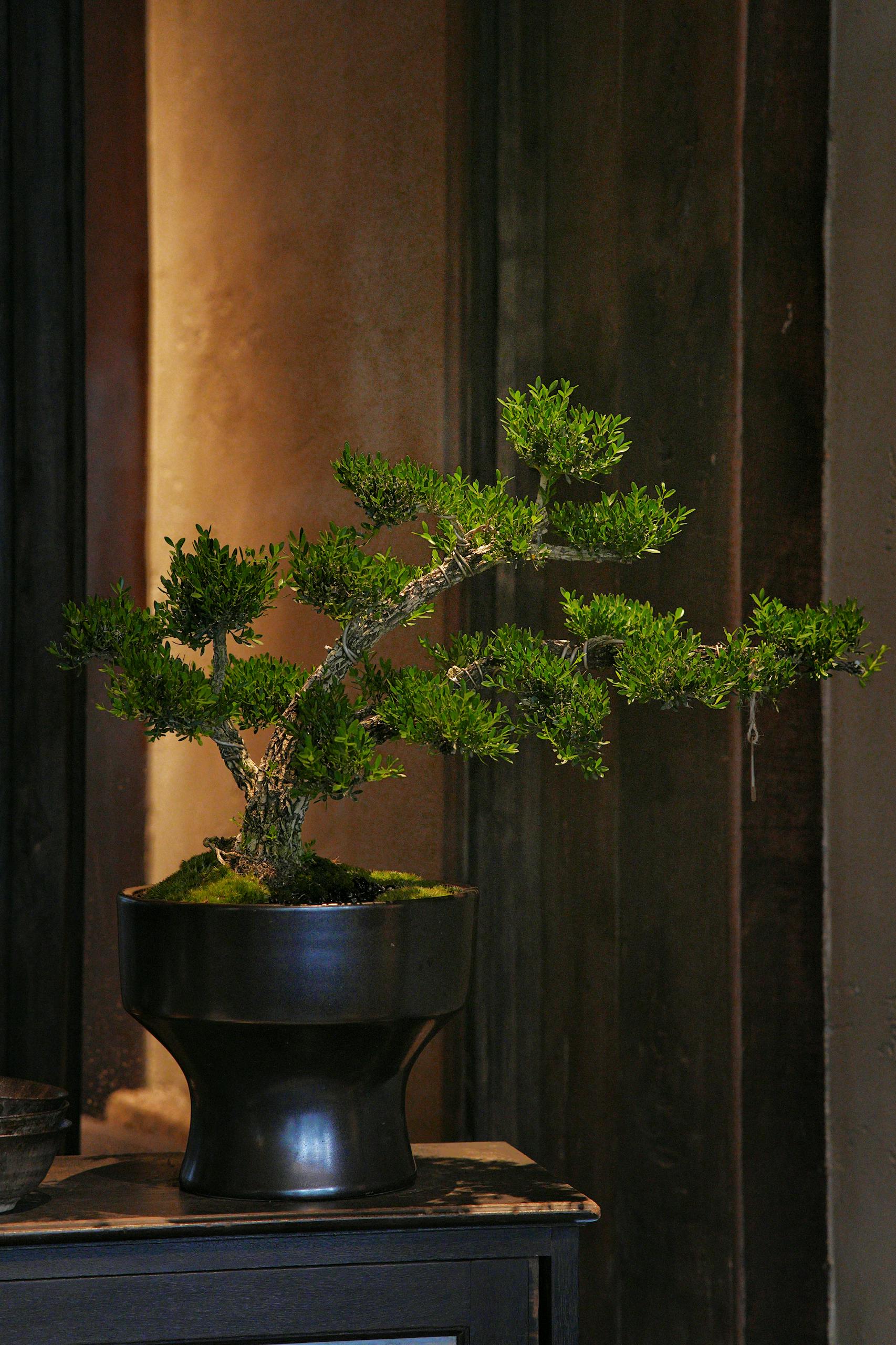 Beautiful bonsai tree in pot indoors with warm lighting and serene ambiance.
