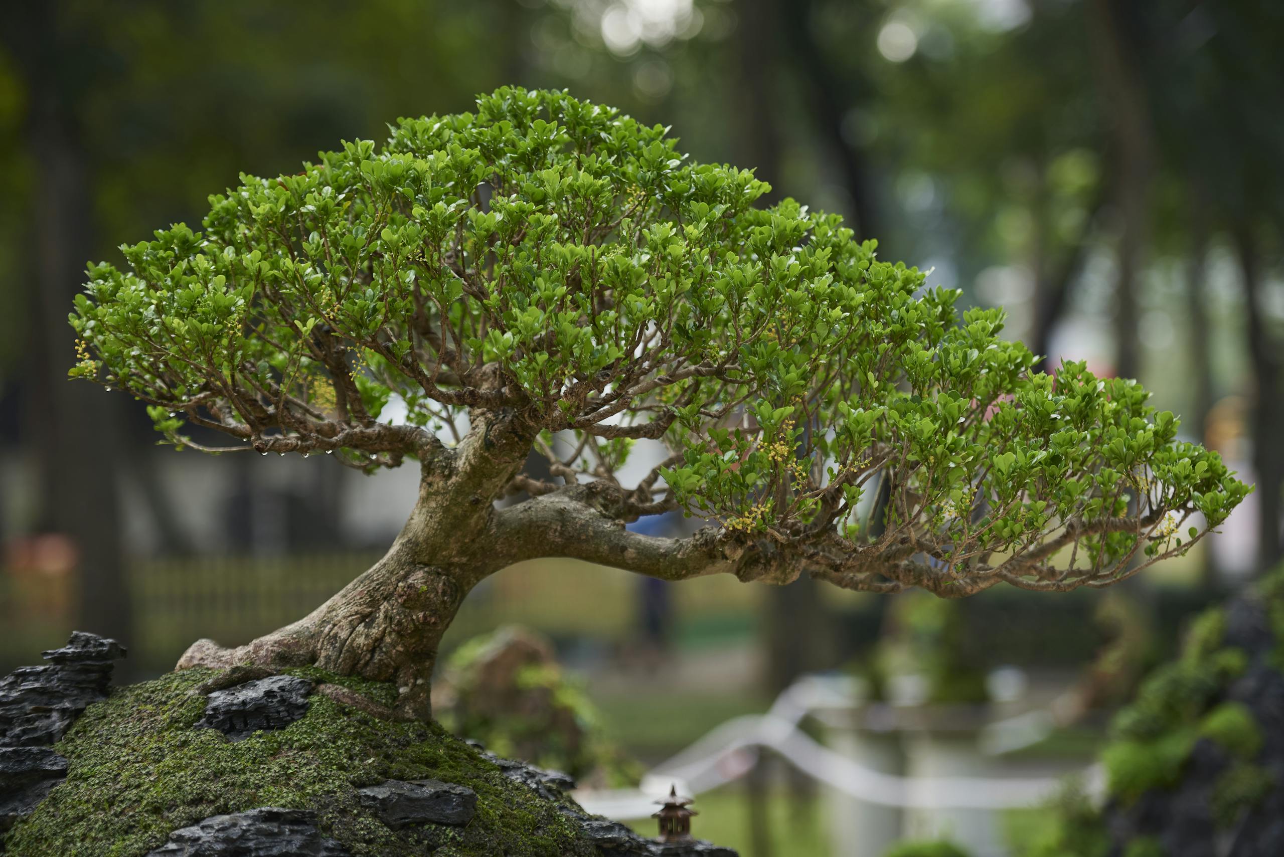 Close-up of a lush green bonsai tree in an outdoor garden, showcasing detailed branches.