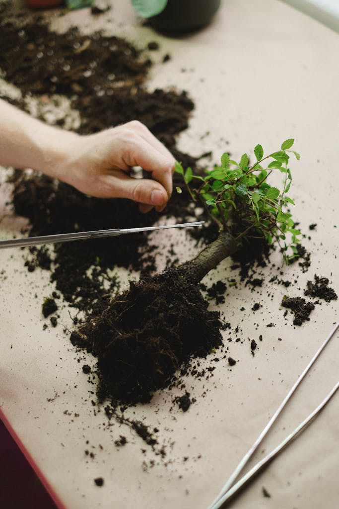 Close-up of gardener's hand using scissors to prune a small plant with soil.