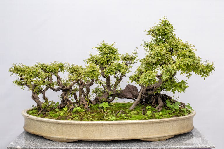 Close-up of intricately styled bonsai trees in a ceramic pot on a white background.