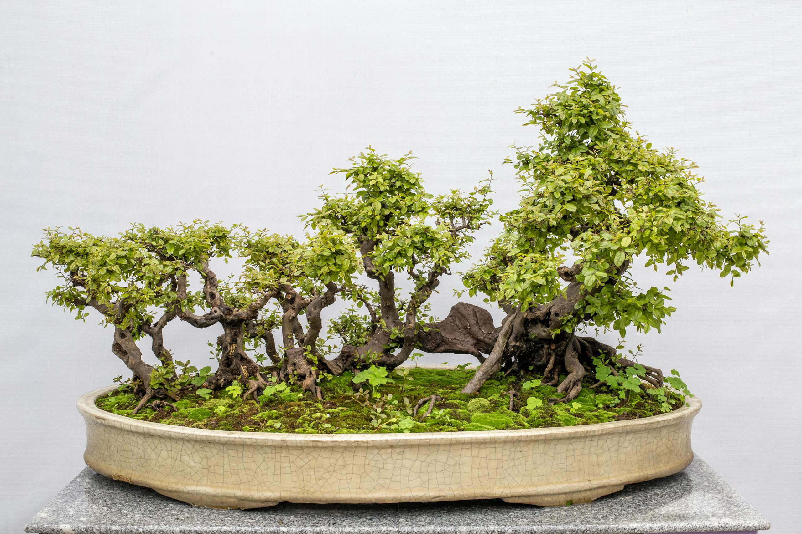 Close-up of intricately styled bonsai trees in a ceramic pot on a white background.