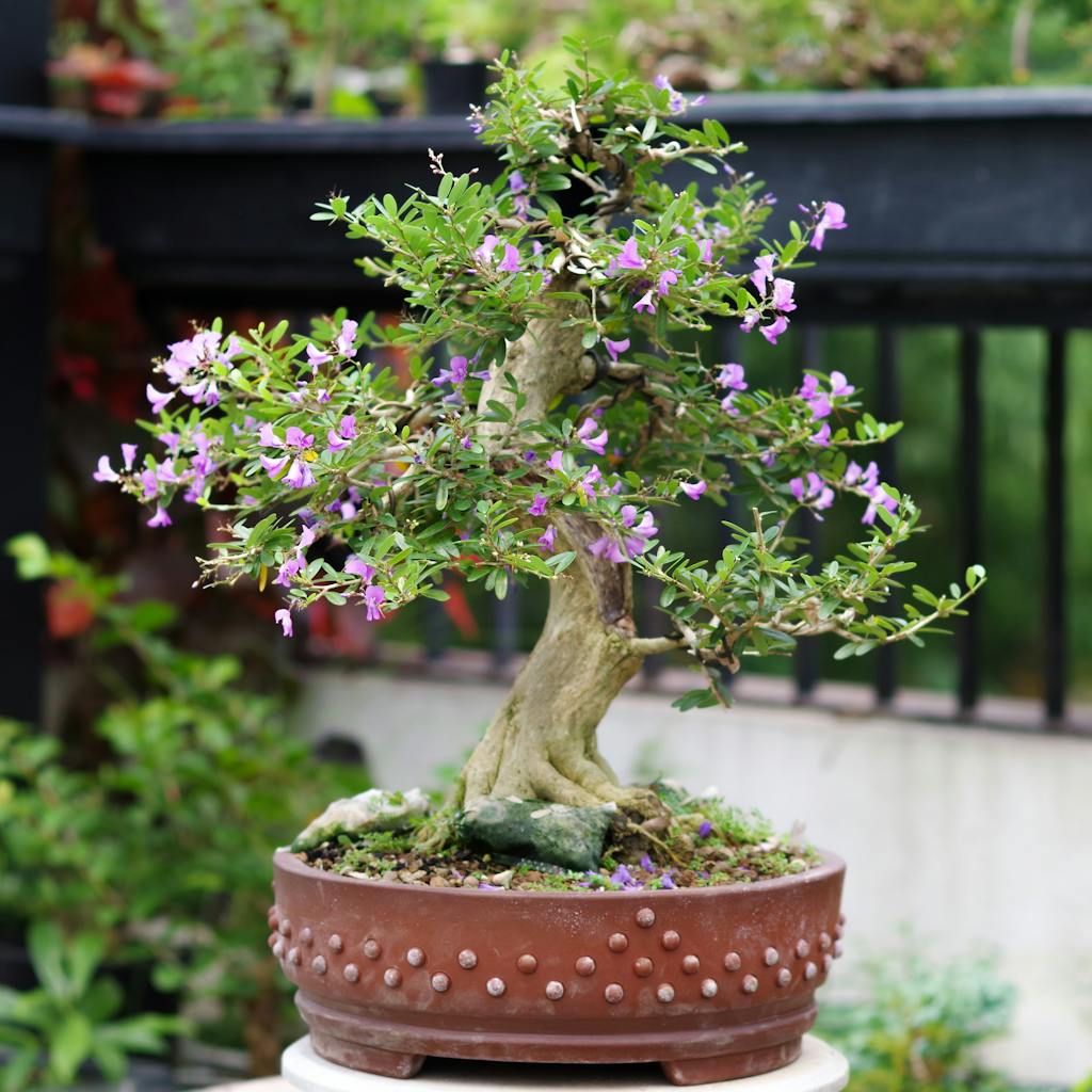 Elegant bonsai tree in pot with delicate purple flowers, perfect for zen garden settings.